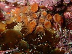 Isozoanthus capensis