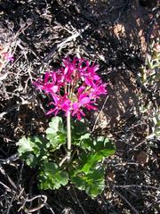 Pelargonium incrassatum