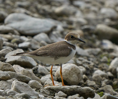 Charadrius dubius