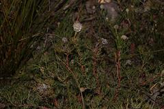 Serruria gremialis