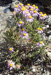 Felicia canaliculata