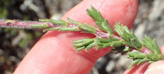 Felicia canaliculata