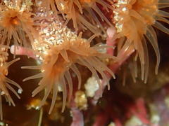 Isozoanthus capensis