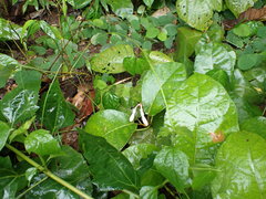 Amalocalyx microlobus
