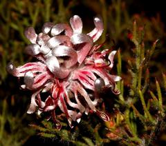 Serruria gremialis