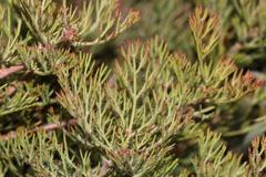 Serruria gremialis