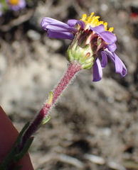 Felicia canaliculata