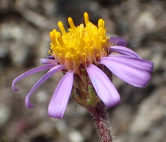 Felicia canaliculata