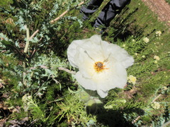 Argemone platyceras