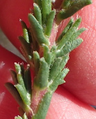 Felicia canaliculata