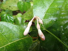 Amalocalyx microlobus