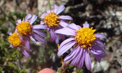 Felicia canaliculata