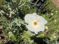 Argemone platyceras