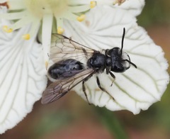 Andrena parnassiae