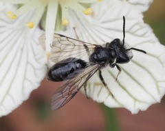 Andrena parnassiae