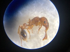 Tetramorium bicarinatum