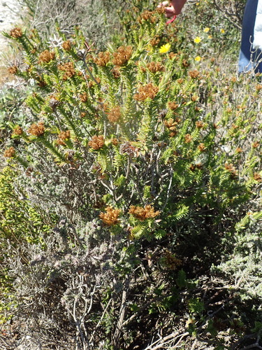 Image of Oedera steyniae by (c) Nicola van Berkel, some rights reserved (CC BY-SA)