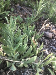 Alstroemeriaceae