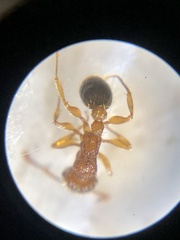 Tetramorium bicarinatum