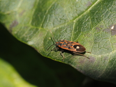 Lygaeus hanseni