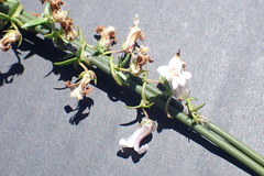 Cyphia dentariifolia