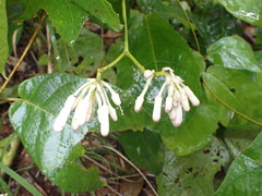 Amalocalyx microlobus