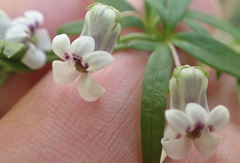 Cyphia dentariifolia