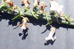 Cyphia dentariifolia