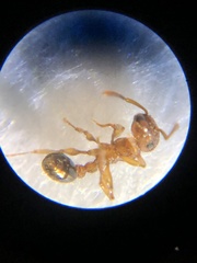 Tetramorium bicarinatum