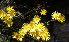 Senecio arniciflorus
