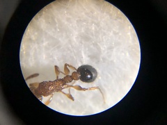 Tetramorium bicarinatum