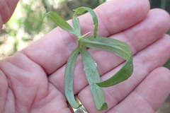 Cyphia dentariifolia