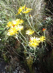 Senecio arniciflorus