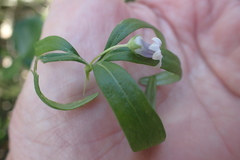 Cyphia dentariifolia