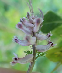 Cysticapnos cracca