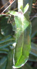 Senecio arniciflorus