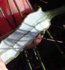 Senecio arniciflorus