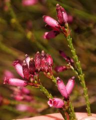 Erica cristata
