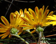 Senecio arniciflorus