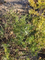 Astragalus versicolor