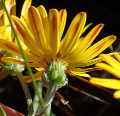 Senecio arniciflorus