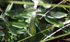 Senecio arniciflorus
