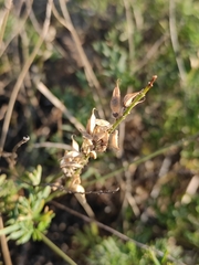 Astragalus versicolor