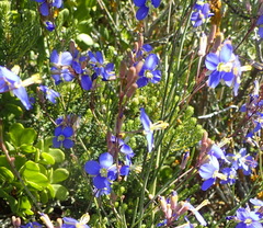 Heliophila linearis linearis