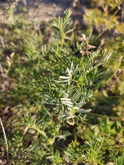 Astragalus versicolor