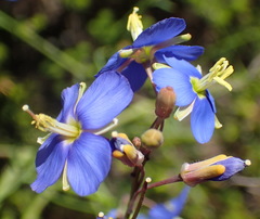 Heliophila linearis linearis
