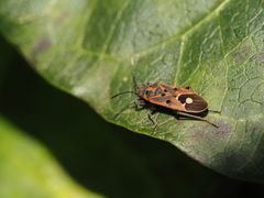 Lygaeus hanseni