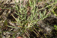 Heliophila linearis linearis