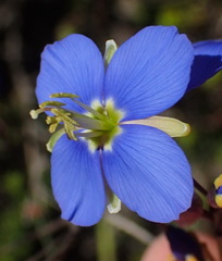 Heliophila linearis linearis