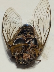 Megatibicen auletes